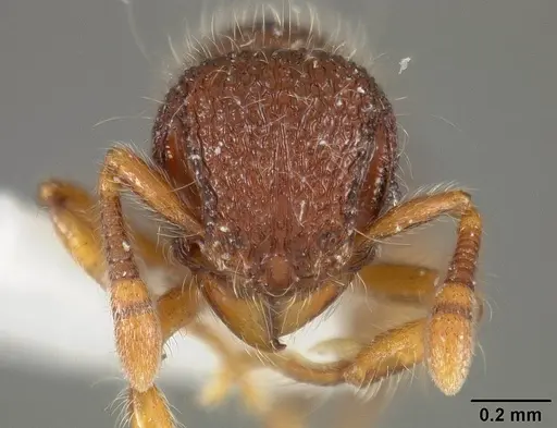 Lachnomyrmex pilosus specimen USNMENT01124283 image usnment01124283_2