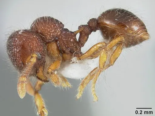 Lachnomyrmex pilosus specimen USNMENT01124283 image usnment01124283_3