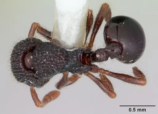 Lachnomyrmex platynodus specimen CASENT0173881 image casent0173881_1