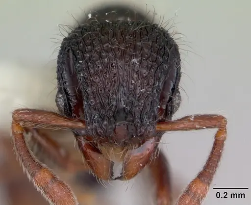 Lachnomyrmex platynodus specimen CASENT0173881 image casent0173881_2