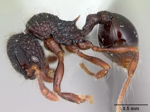 Lachnomyrmex platynodus specimen CASENT0173881 image casent0173881_3