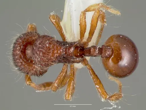 Lachnomyrmex plaumanni specimen CASENT0006151 image casent0006151_1