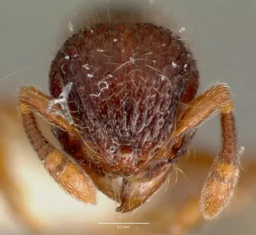 Lachnomyrmex plaumanni specimen CASENT0006151 image casent0006151_2