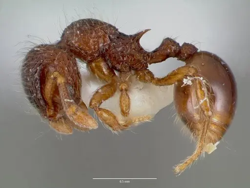 Lachnomyrmex plaumanni specimen CASENT0006151 image casent0006151_3
