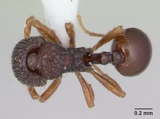 Lachnomyrmex plaumanni specimen CASENT0173876 image casent0173876_1