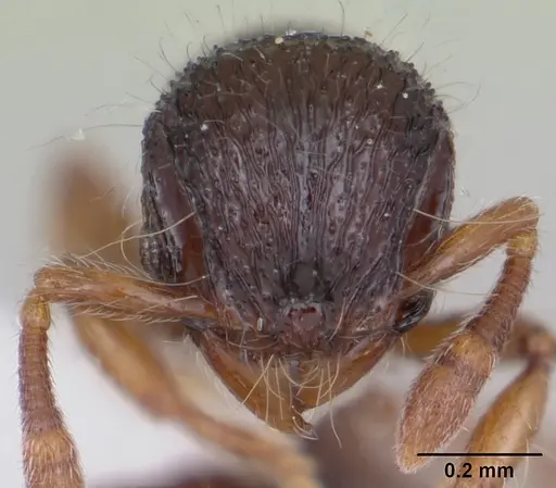 Lachnomyrmex plaumanni specimen CASENT0173876 image casent0173876_2