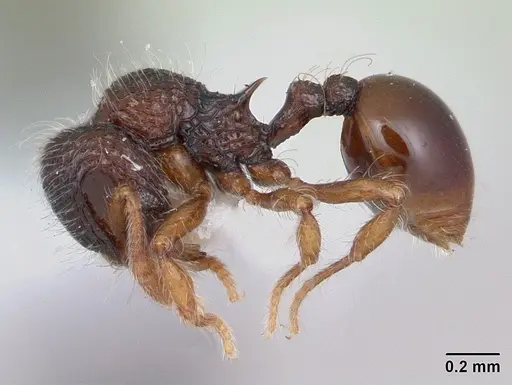Lachnomyrmex plaumanni specimen CASENT0173876 image casent0173876_3