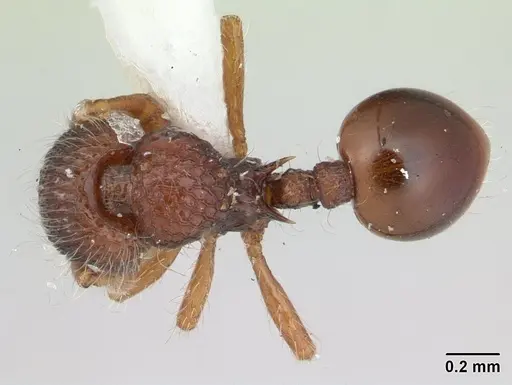 Lachnomyrmex plaumanni specimen CASENT0178856 image casent0178856_1