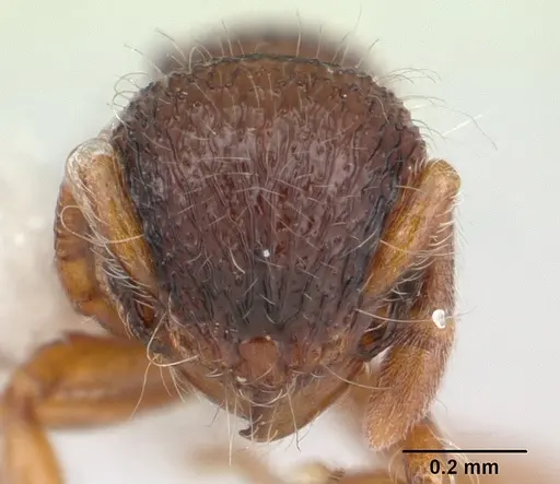Lachnomyrmex plaumanni specimen CASENT0178856 image casent0178856_2