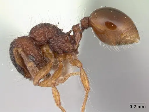 Lachnomyrmex plaumanni specimen CASENT0178856 image casent0178856_3