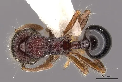 Lachnomyrmex regularis specimen INBIOCRI001613661 image inbiocri001613661_1