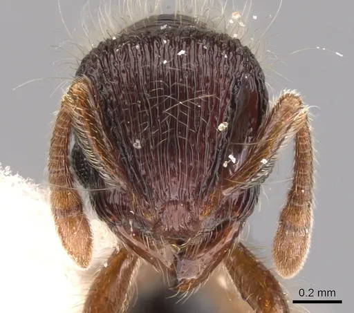 Lachnomyrmex regularis specimen INBIOCRI001613661 image inbiocri001613661_2
