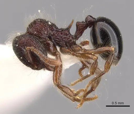 Lachnomyrmex regularis specimen INBIOCRI001613661 image inbiocri001613661_3