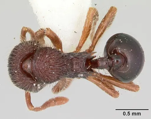 Lachnomyrmex regularis specimen INBIOCRI001613693 image inbiocri001613693_1