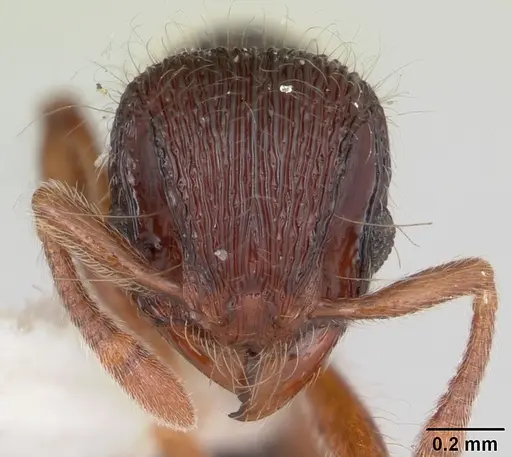 Lachnomyrmex regularis specimen INBIOCRI001613693 image inbiocri001613693_2