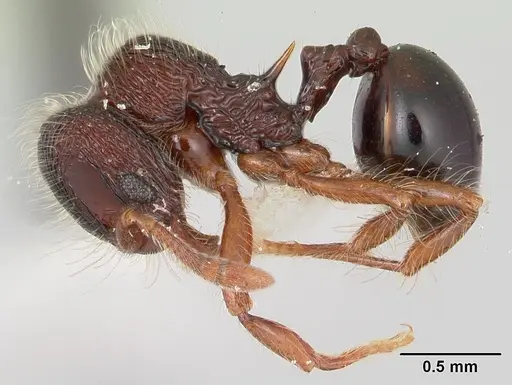 Lachnomyrmex regularis specimen INBIOCRI001613693 image inbiocri001613693_3