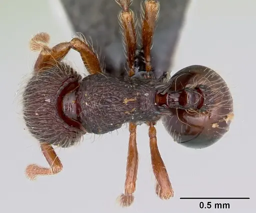 Lachnomyrmex scrobiculatus specimen CASENT0103243 image casent0103243_1
