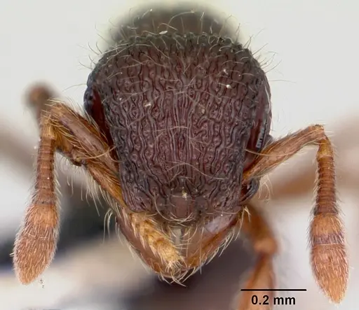 Lachnomyrmex scrobiculatus specimen CASENT0103243 image casent0103243_2