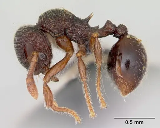 Lachnomyrmex scrobiculatus specimen CASENT0103243 image casent0103243_3