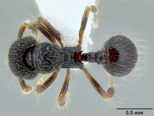 Lachnomyrmex scrobiculatus specimen CASENT0106202 image casent0106202_1