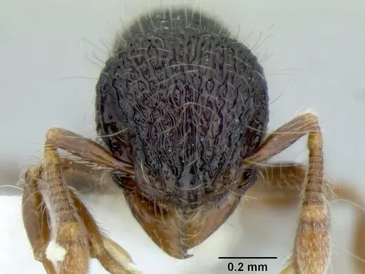 Lachnomyrmex scrobiculatus specimen CASENT0106202 image casent0106202_2