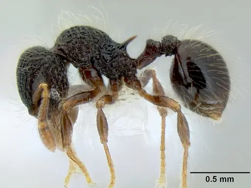 Lachnomyrmex scrobiculatus specimen CASENT0106202 image casent0106202_3