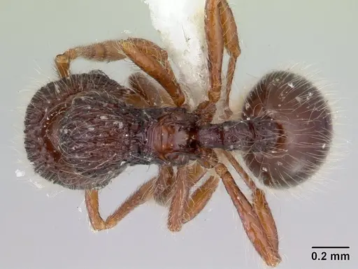 Lachnomyrmex scrobiculatus specimen CASENT0178637 image casent0178637_1