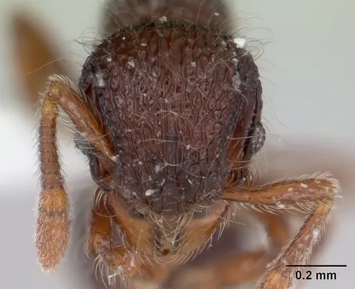 Lachnomyrmex scrobiculatus specimen CASENT0178637 image casent0178637_2