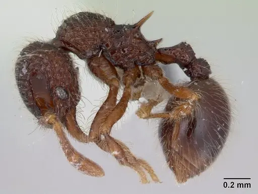 Lachnomyrmex scrobiculatus specimen CASENT0178637 image casent0178637_3