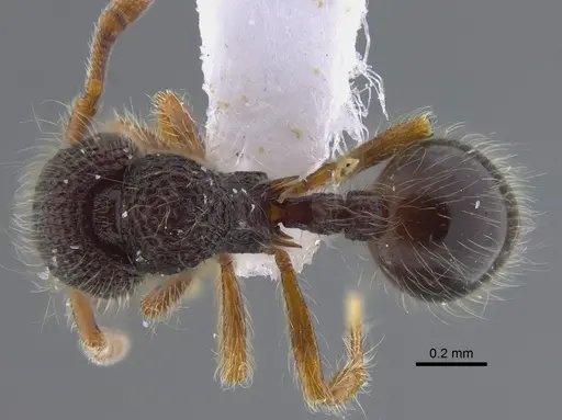 Lachnomyrmex scrobiculatus specimen CBUMAGENT41720 image cbumagent41720_1