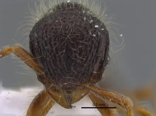 Lachnomyrmex scrobiculatus specimen CBUMAGENT41720 image cbumagent41720_2