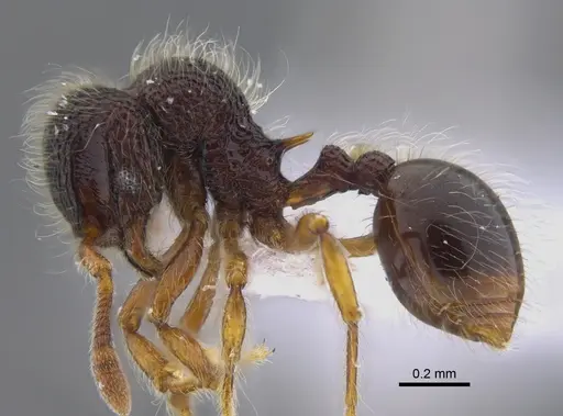 Lachnomyrmex scrobiculatus specimen CBUMAGENT41720 image cbumagent41720_3