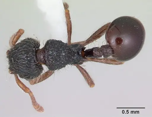 Lachnomyrmex victori specimen CASENT0173877 image casent0173877_1