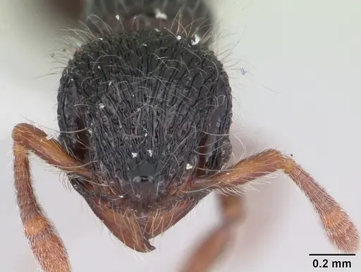 Lachnomyrmex victori specimen CASENT0173877 image casent0173877_2