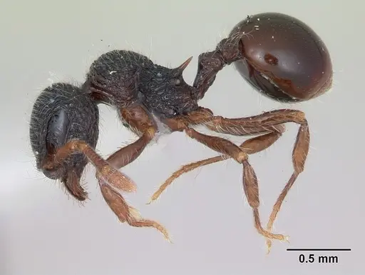 Lachnomyrmex victori specimen CASENT0173877 image casent0173877_3