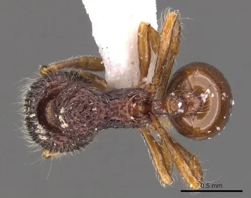 Lachnomyrmex victori specimen CASENT0900981 image casent0900981_1