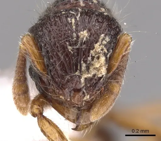 Lachnomyrmex victori specimen CASENT0900981 image casent0900981_2
