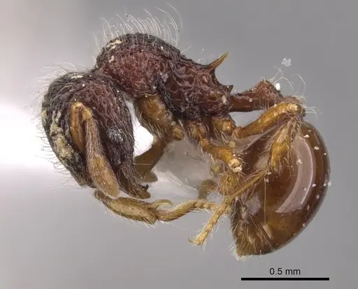 Lachnomyrmex victori specimen CASENT0900981 image casent0900981_3