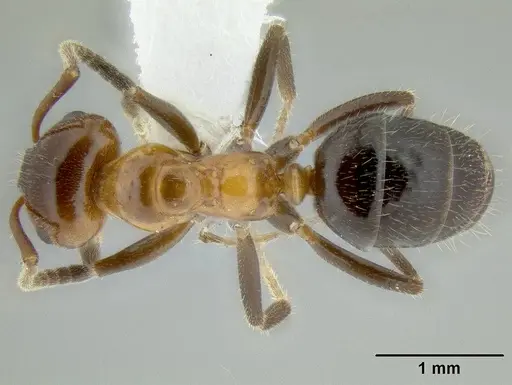 Lasiophanes atriventris specimen CASENT0106235 image casent0106235_1