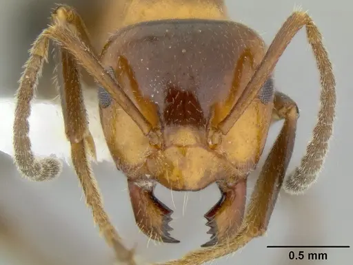 Lasiophanes atriventris specimen CASENT0106235 image casent0106235_2