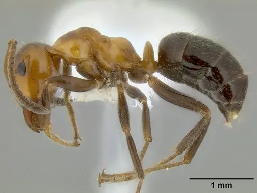 Lasiophanes atriventris specimen CASENT0106235 image casent0106235_3