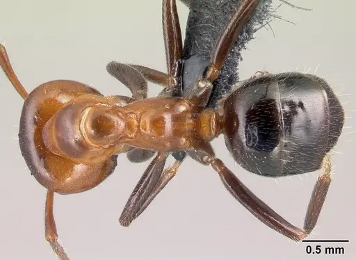 Lasiophanes atriventris specimen CASENT0128151 image casent0128151_1