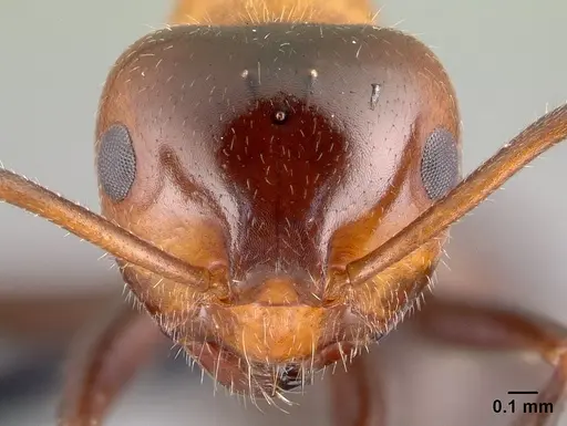 Lasiophanes atriventris specimen CASENT0128151 image casent0128151_2