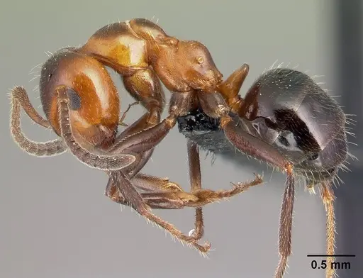 Lasiophanes atriventris specimen CASENT0128151 image casent0128151_3