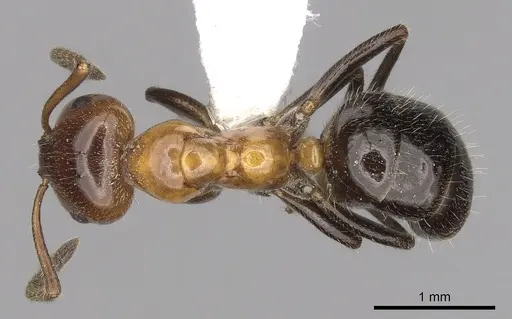 Lasiophanes atriventris specimen CASENT0280428 image casent0280428_1