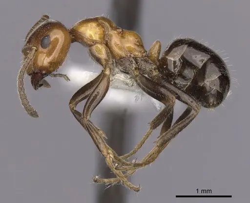 Lasiophanes atriventris specimen CASENT0280428 image casent0280428_3
