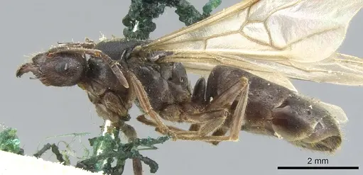 Lasiophanes atriventris specimen CASENT0903222 image casent0903222_3