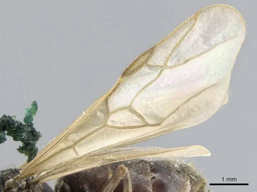 Lasiophanes atriventris specimen CASENT0903222 image casent0903222_4