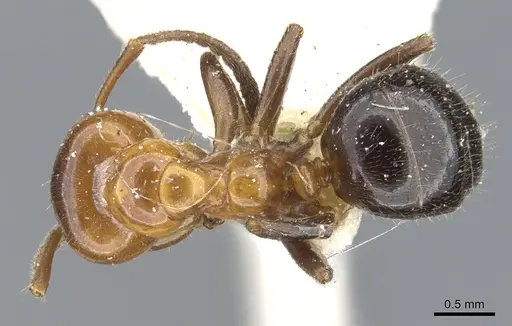 Lasiophanes atriventris specimen CASENT0903223 image casent0903223_1