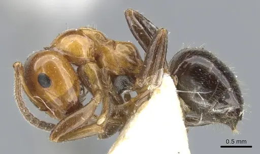 Lasiophanes atriventris specimen CASENT0903223 image casent0903223_3